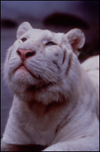 White Tiger